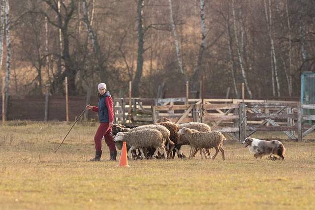 пастушья служба