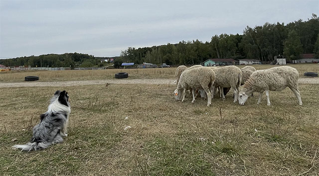 пастушья служба
