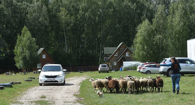 пастушья служба