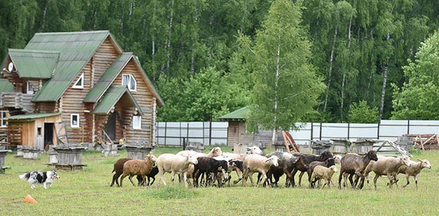 пастушья служба