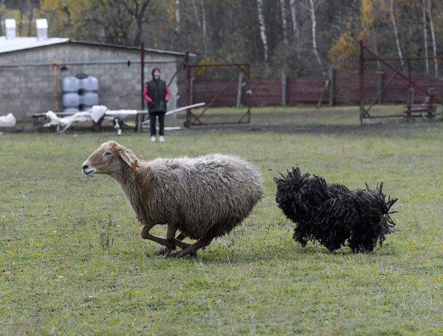 пастушья служба