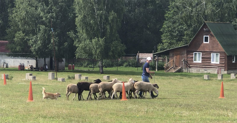 вельшкорги