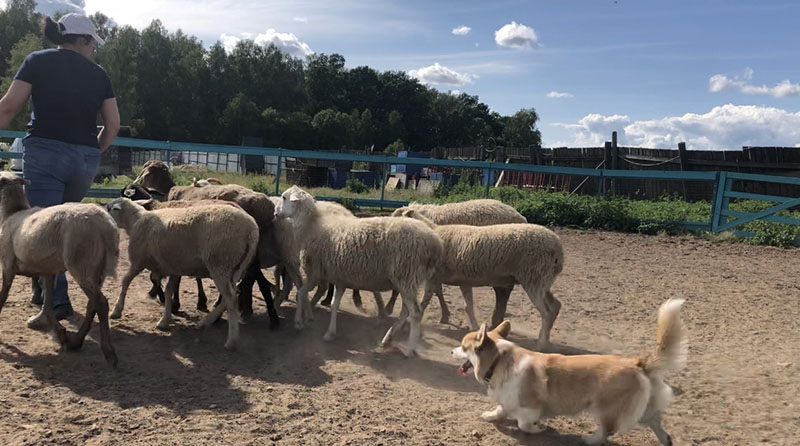 коргипасет
